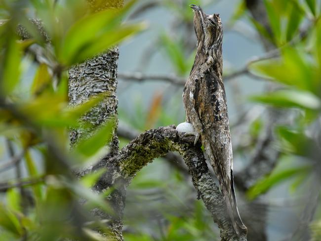 In the mangrove forest of Colombia’s Utria National Park, a Common Potoo is nearly indistinguishable from the surrounding branches while it perches motionless on its nest. Picture: Chien Lee