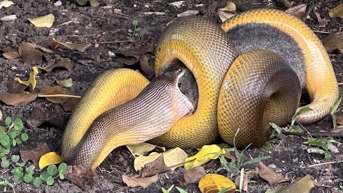 Python versus possum in Fannie Bay.