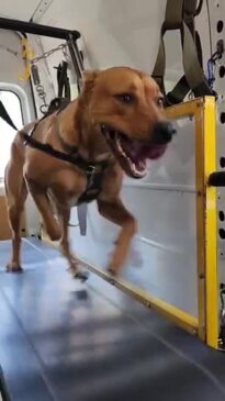 A dog using Woofer Wagon's treadmills.