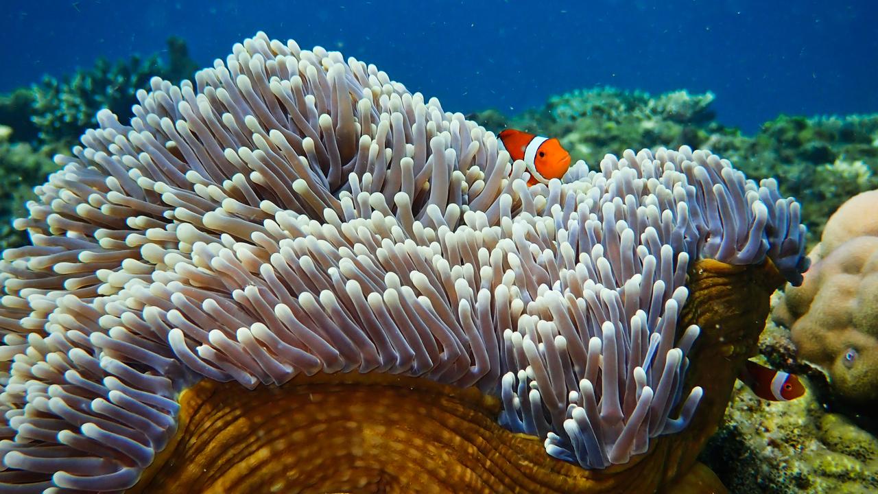 A clownfish in an anemone (credit Tim Lamont, Lancaster University)
