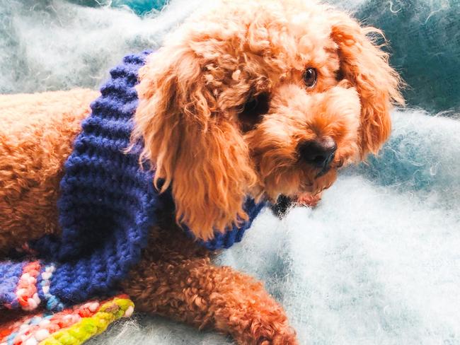 BABY IT'S COLD OUTSIDE: The Bureau of Meteorology said a cold air mass from down south of Australia near Antarctica is the reason why residents on the Northern Rivers are snuggling up with small fluffy dogs, wooly scarfs and huddling by the heater. Photo; Alison Paterson