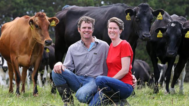 New home: Dairy farmers Dave and Jane Field with some of their herd at the Montagu farm they bought despite some reservations.