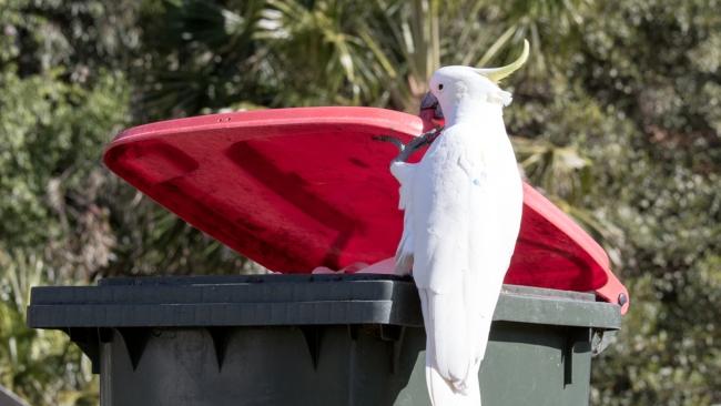 Cockatoos opening bins is an annoying problem that plagues homes across the country. Photo: iStock