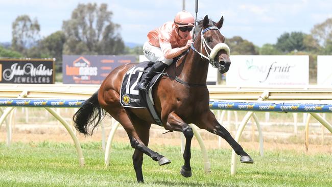 Persian Caviar ridden by Patrick Moloney wins the Worklocker Wangaratta 3YO Maiden Plate at Wangaratta Racecourse on December 23, 2024 in Wangaratta, Australia. (Photo by Brett Holburt/Racing Photos via Getty Images)