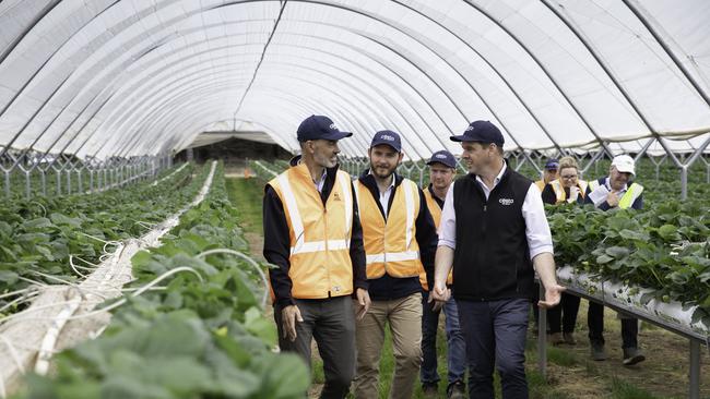 Minister for Primary Industries and Water Guy Barnett, Braddon Liberal MP Felix Ellis, farm manager Blaine Astell and Costa Tas Regional manager Cameron Folder tour Costa's Wesley Vale strawberry farm at the start of the harvesting season. Picture: GRANT WELLS