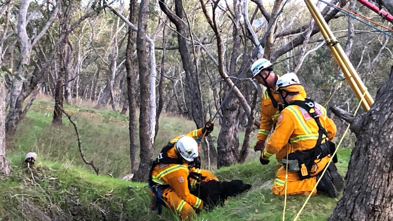 The moment Marah the labrador was lifted to safety. Picture: Country Fire Authority