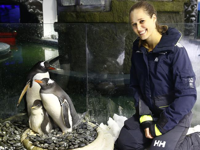 Penguin trainer Laurie Keller watches over Sphen and Magic with the chick they are fostering at Sealife Sydney Aquarium. The two male penguins incubated, hatched and are caring for the chick after a second egg was layed by another Gentoo couple. Picture: John Appleyard