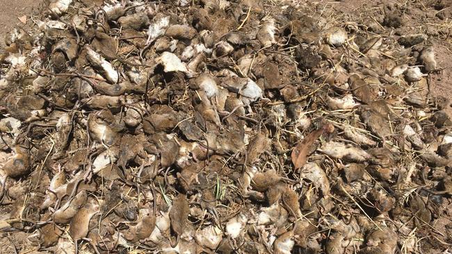 Farmers have been warned to keep an eye out for live mice ahead of the spring breeding boom.