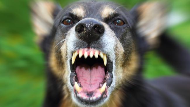 CAUGHT: Wild Dog in East Lismore after another savagely killed a family pet last month.