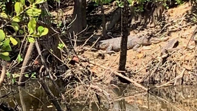 A crocodile of 2-3m in length suns itself on a creek bank beside the most popular tourist beach in Cairns just days after eating a local resident's pet dog. PICTURE: SUPPLIED