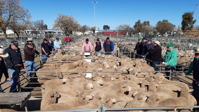 Top heavy: A pen is sold at Swan Hill last week, where a lighter, second draft of suckers outsold the tops.