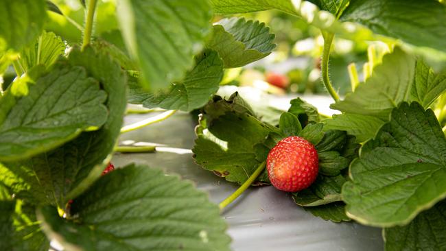 Strawberries at LuvaBerry farm, Wamuran. Picture: Dominika Lis