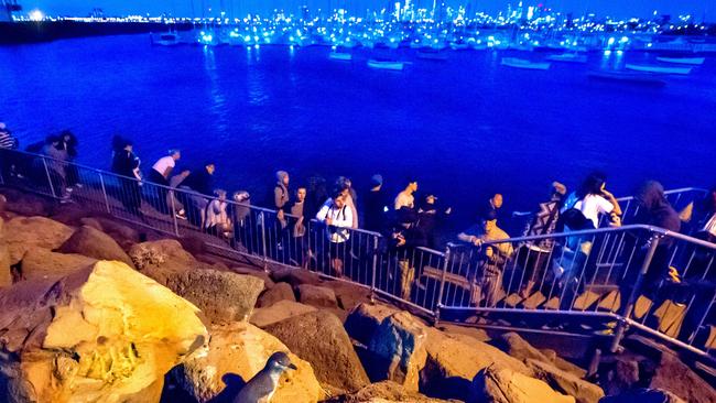 St Kilda’s Little Penguin colony is under attack from inconsiderate visitors. Picture: Jay Town