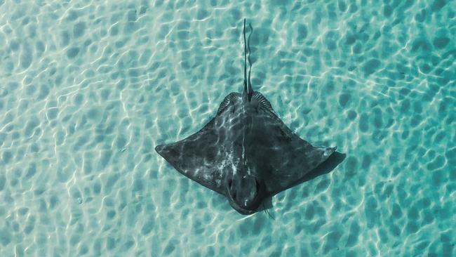 A man aged in his 30s has been rushed from Tin Can Bay to the Gympie Hospital after receiving a ‘penetrating wound’ to his foot from a stingray at Tin Can Bay. Picture: SATC