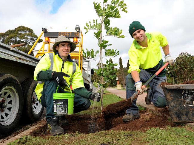 A new strategy promotes more trees in public places for a cooler city.