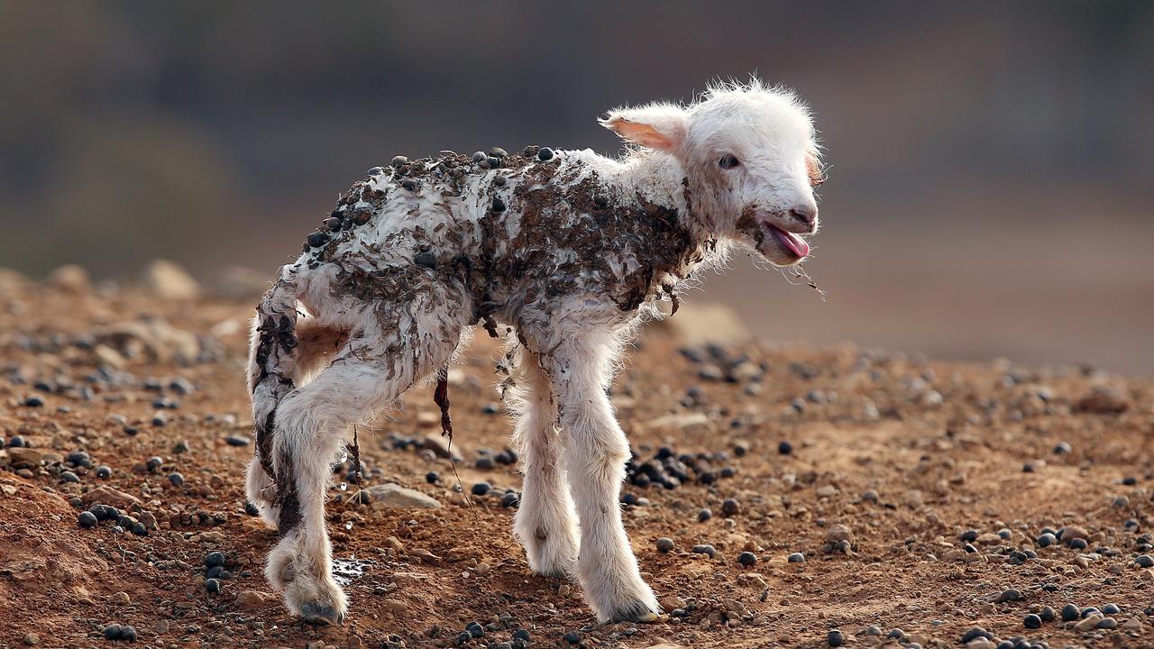 Drought ravaged NSW near Tamworth. Picture: Sam Ruttyn