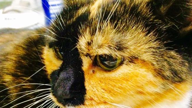 Animal cruelty: RSPCA condemns cat attack | The Courier Mail