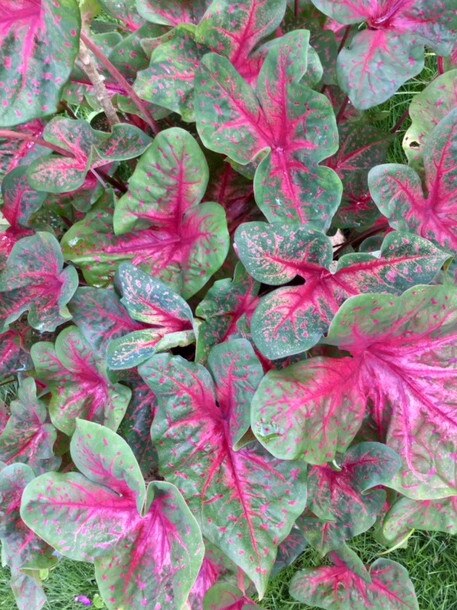 Caladium.