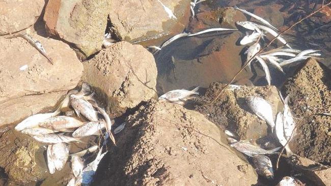 Most of the Top End's fish kills are natural low-oxygen events