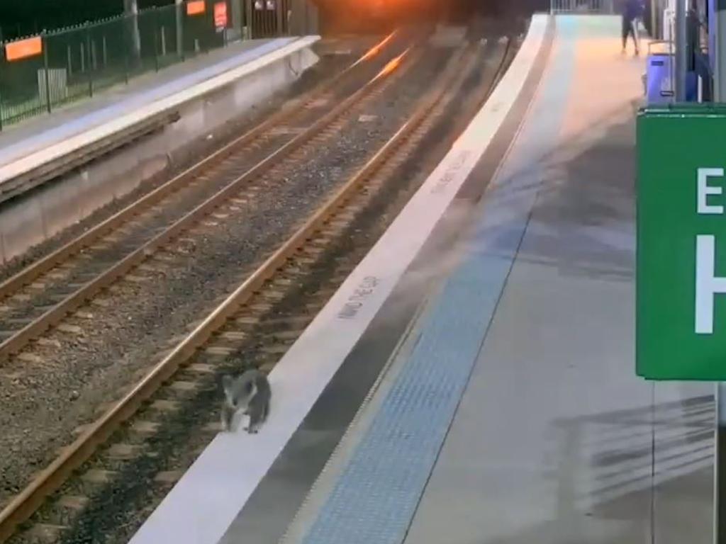 The koala was spotted on the platform. Picture: Facebook/Transport for NSW.