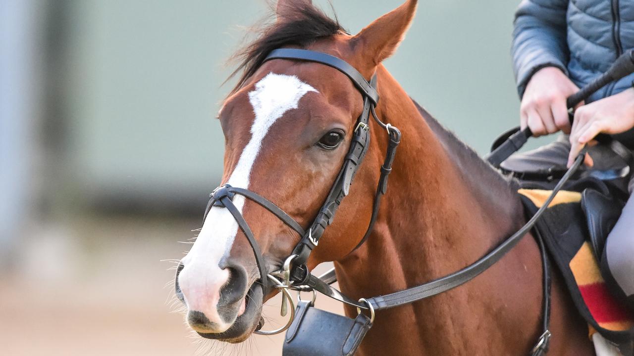 Anthony Van Dyck at Werribee Racecourse ahead of the Melbourne Cup.