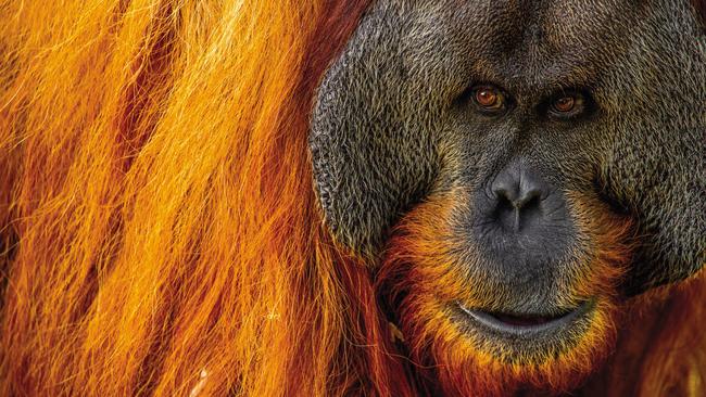 Kluet the orang-utan at Adelaide Zoo. Picture: Lawrence Cirocco