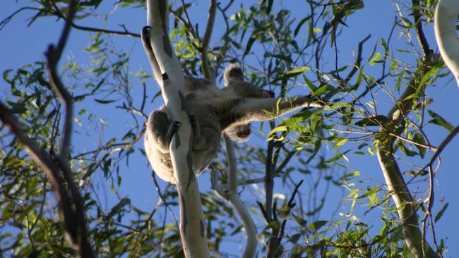 New koala habitat mapping released by the State Government in December 2019 is under fire from conservationists with calls for it to be scrapped and started again. Photo supplied.