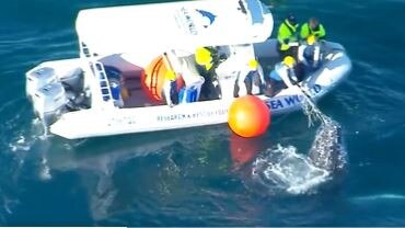 A Sea World rescue team freed a trapped humpback whale off Kirra Beach. Picture: 9 News