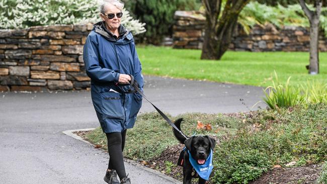 Million Paws Walk at Adelaide Botanic Gardens. Picture: Brenton Edwards