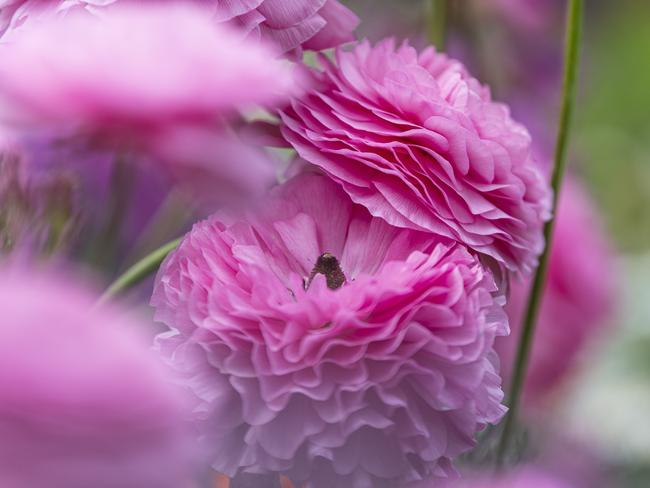 Italian ranunculus growing in the graden of The Chronicle Garden Competition 2024 City Grand Champion Tiffany Wicks Thursday, September 19, 2024. Picture: Kevin Farmer