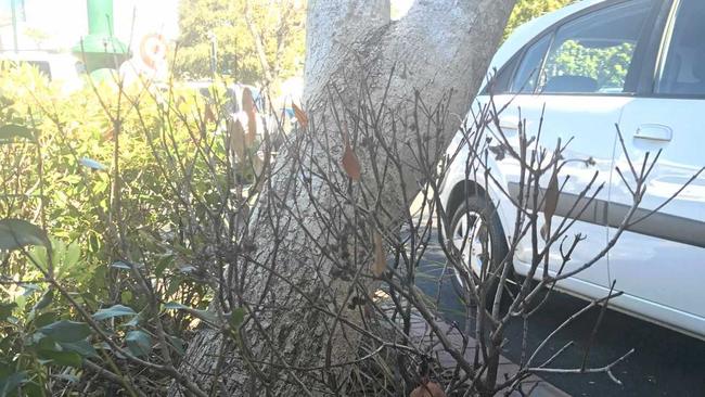 DEAD: The shrub at the base of the tree. It is not known what caused its condition. Picture: Crystal Jones