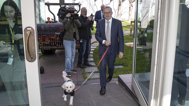 Prime Minister Anthony Albanese took his dog “Toto" for a quick stroll at Parliament House in Canberra on Tuesday. Picture: NCA NewsWire.