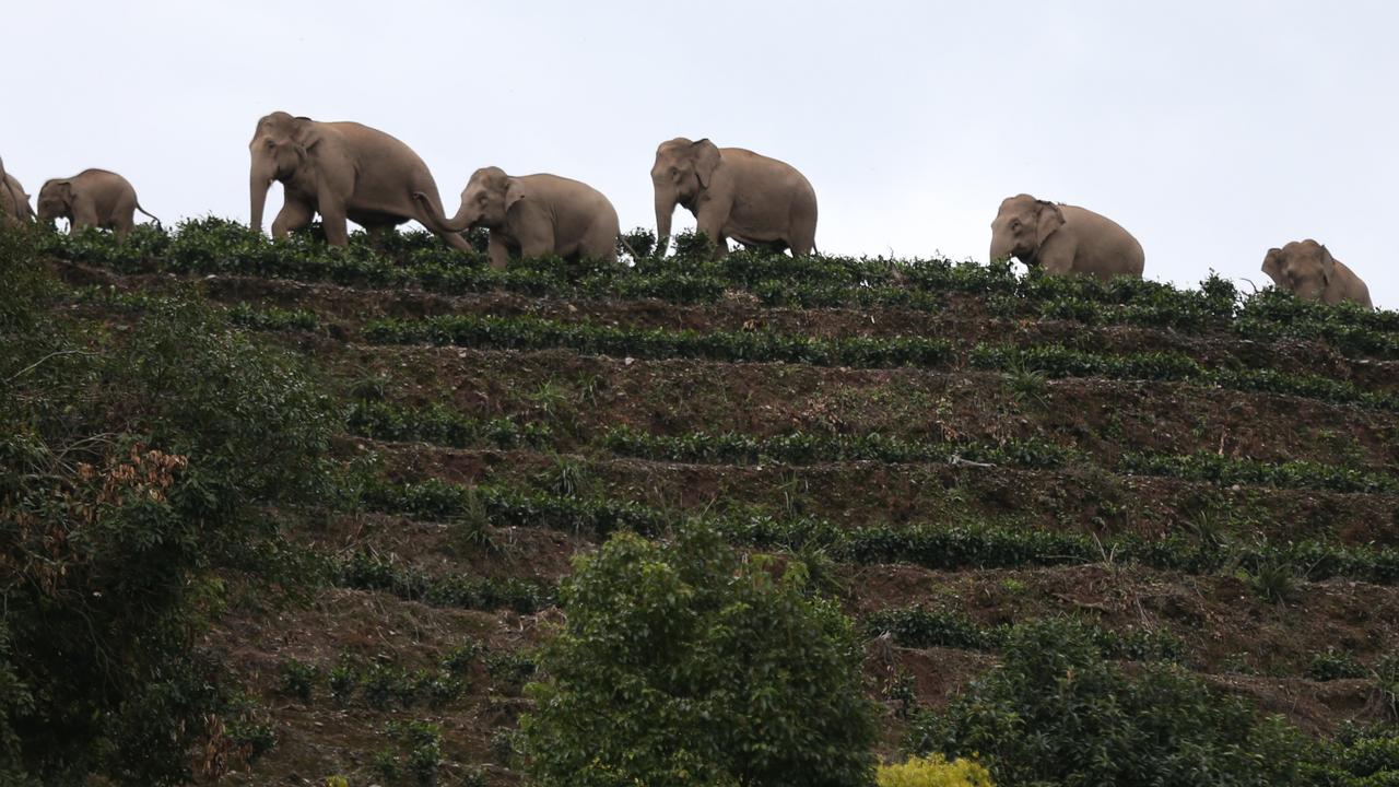 Wandering Elephant Herd Reaches Ning'er County