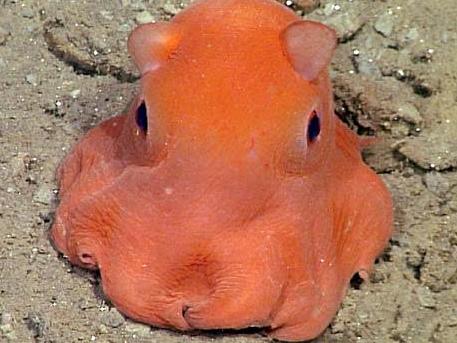 Is this the cutest octopus ever?