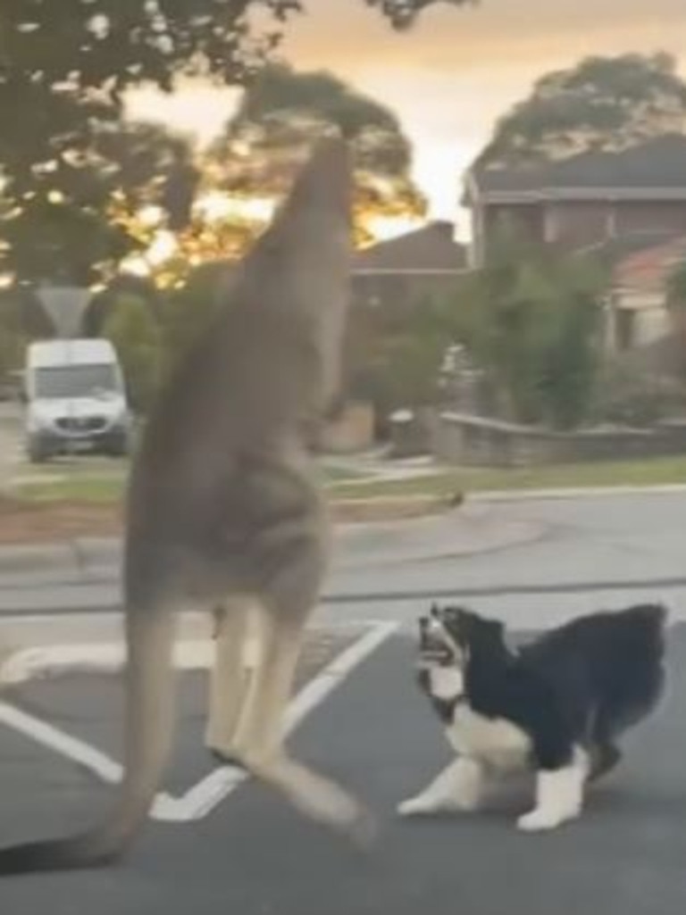 Nigel the kangaroo balances on his legs and tail and he defends himself. Picture: Facebook/TheTodayShow