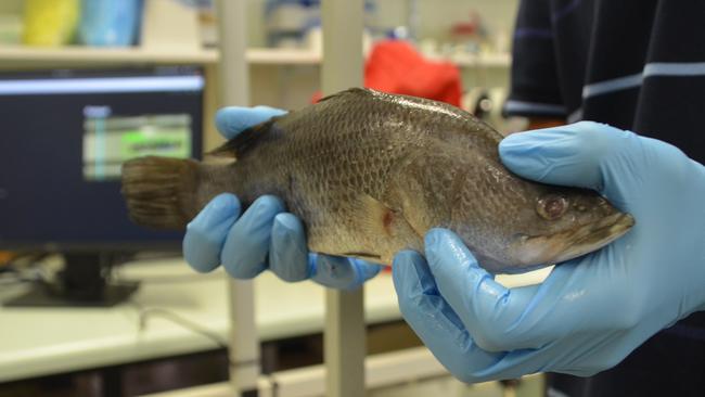 A frozen barramundi acts as a test subject for the AI.