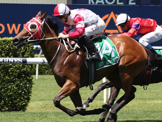 Amarantz can end her time with trainer Danielle Seib on a winning note at Moruya. Picture: Grant Guy