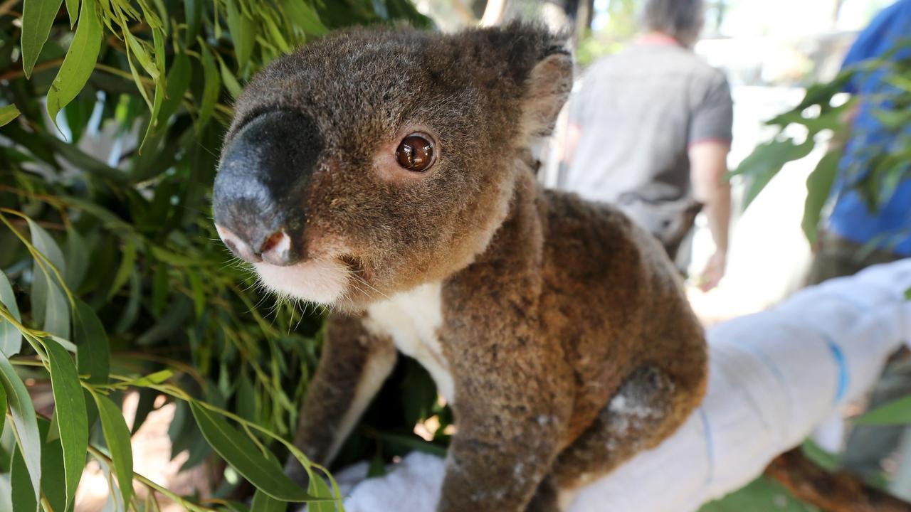 NSW bushfires: Koalas recovering from burns at Port Macquarie Koala ...