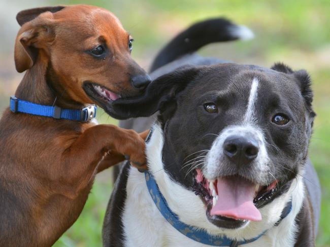 There’s no reason big dog and small dogs shouldn't be able to mix, it’s humans who need to better understand what healthy interactions look like.