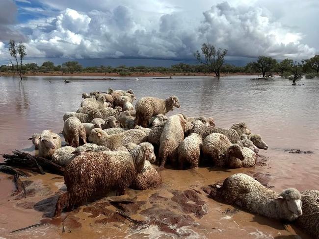 Brendan Murray lost 6000 sheep in the floods