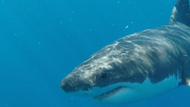 The creature was a suspected great white shark. Picture: Stock.