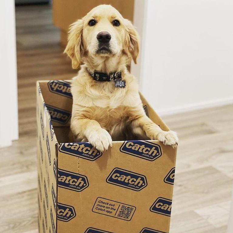 Catch is kicking off its EOFY sale with some very good deals, just like this very good boy. Picture: Instagram/@catchaustralia.