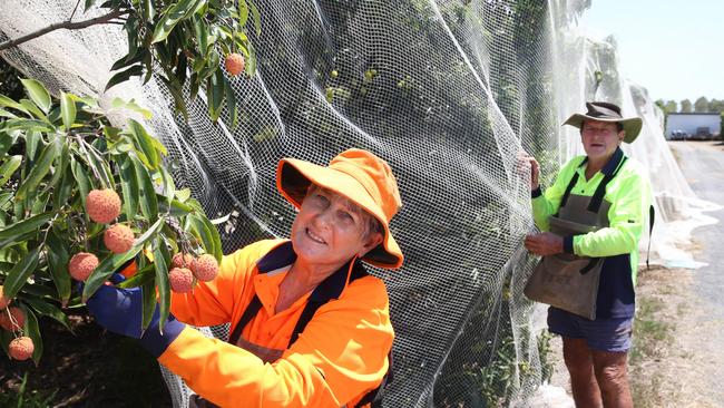 Mareeba lychee farmers Jan and Mal Everett on their farm PICTURE: ANNA ROGERS