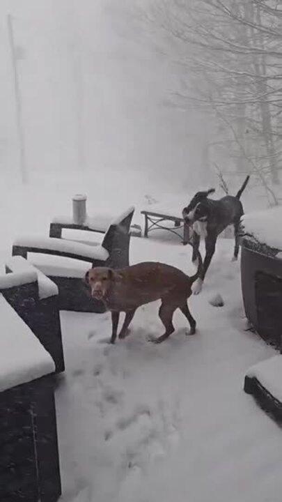 Pups Think Twice After Bounding Outside During Lake-Effect Snow in Ontario