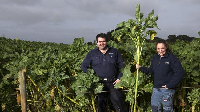 Roberts agronomist Kurt de Jonge and work placement university student Emma Layfield in a fodder crop of kale at Redpa. Picture: Chris Kidd