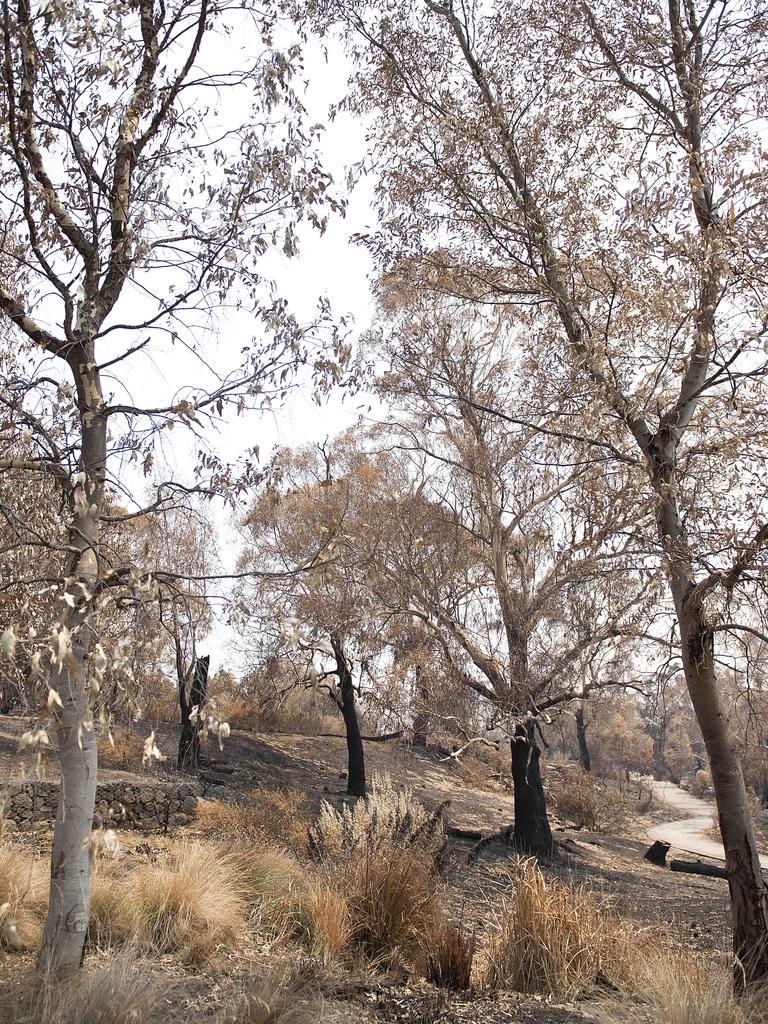 Burnt trees in Plenty Gorge parklands. Picture: Ellen Smith