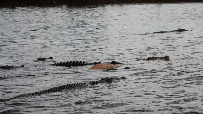 Crocs feast on ‘DUMB’ southern cows | NT News