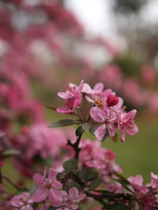 September 23, The Secret Gardens of the Dandenong Ranges 2018 will open the gates to some of the DandenongsÕ finest privately-owned gardens.Virginia Heywood has transformed this landscape to include three acres of garden and two ponds while retaining sweeping views of the Warburton Ranges.Cherry Blossom.Picture: Stuart Milligan