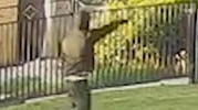 Horrifying footage shows the moment a suspected gunman involved in shooting Oraiha dead pointed his weapon at an innocent civilian, minutes after the fatal attack. Picture: NSW Police