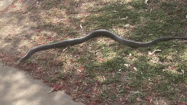 Rachel Chubb spotted this brown snake lurking in her front yard at Veteran earlier this month.